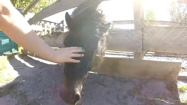 VLOG ВЕРХОМ НА СТРАУСЕ! смотреть онлайн