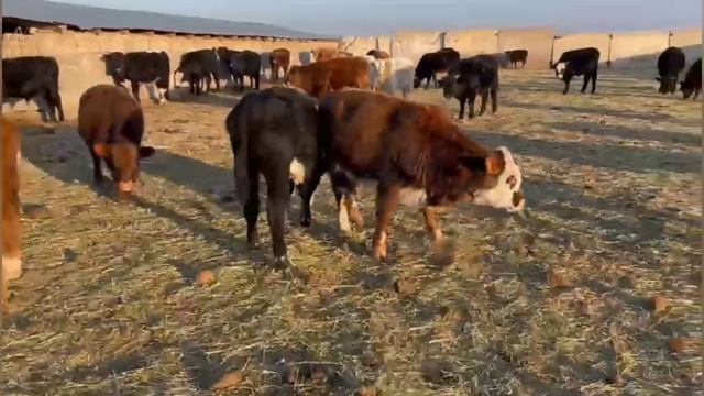 Бычки годовалые на продажу. смотреть онлайн