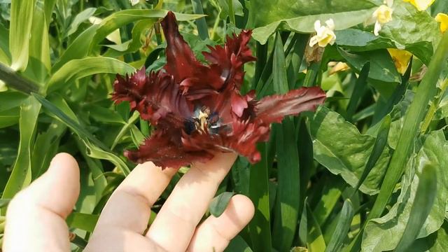 Tulip Black Parrot, an almost unreal flower for its dark colour and ruffled appearance смотреть онлайн