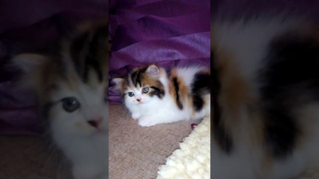 Agama Anuket Tilda Swinton (f 22 03) Продажа.