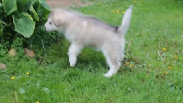 Сказка Востока Персей, 2 мес. смотреть онлайн