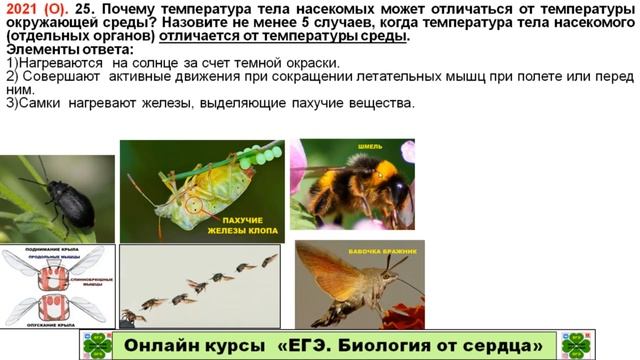 ЗАДАНИЕ ИЗ ЕГЭ 2021. ЛИНИЯ 25. ЕЩЕ ОДНО "ЗАВАЛЬНОЕ" ЗАДАНИЕ ПРО НАСЕКОМЫХ... смотреть онлайн