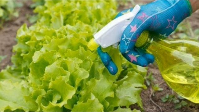 Внекорневые подкормки. Подкармливаем молоком