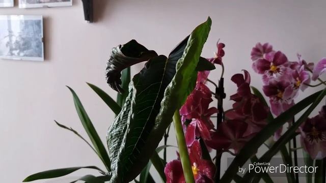 Arisaema speciosum (аризема распускается! смотреть онлайн