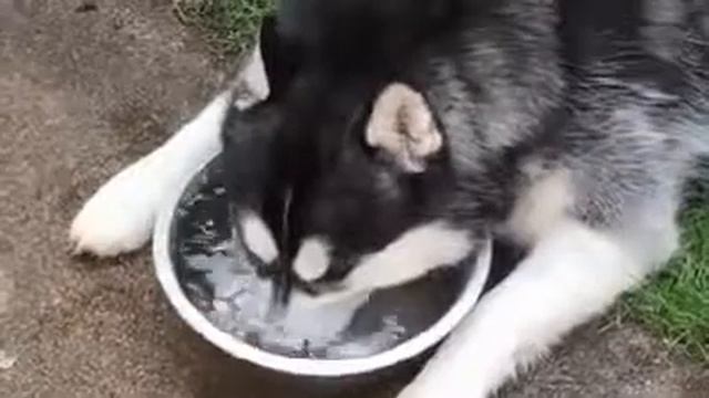 Хаски пьют воду!) смотреть онлайн