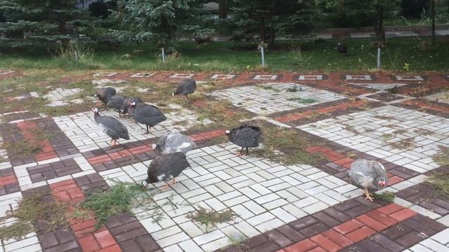Цесарки на концертной площади Тайгана! смотреть онлайн