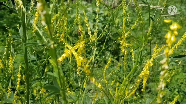 Буркун лікарський, рослина, що розріджує кров та збільшує кількість лейкоцитів у крові смотреть онлайн