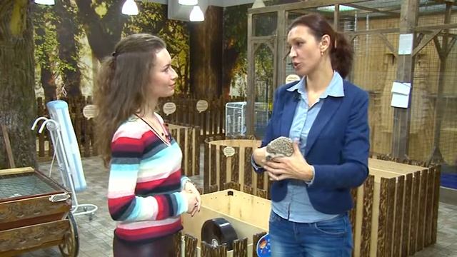 За нами хвост. Африканский ёж. смотреть онлайн