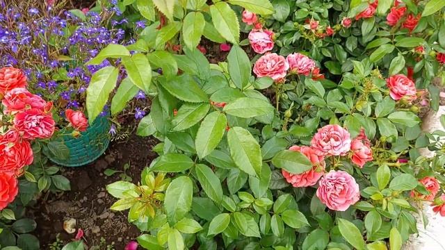 Лучшие розы флорибунды ! смотреть онлайн