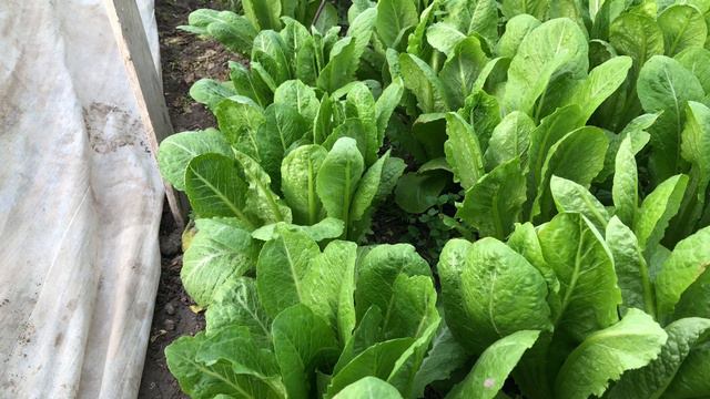 27- oktyabrda ekilgan romen salatni hozirgi holati ( 8-fevraldigi holati) смотреть онлайн