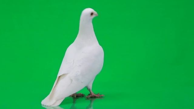 БЕЛЫЙ ГОЛУБЬ на ЗЕЛЕНОМ ФОНЕ / WHITE PEGEON on GREEN SCREEN смотреть онлайн