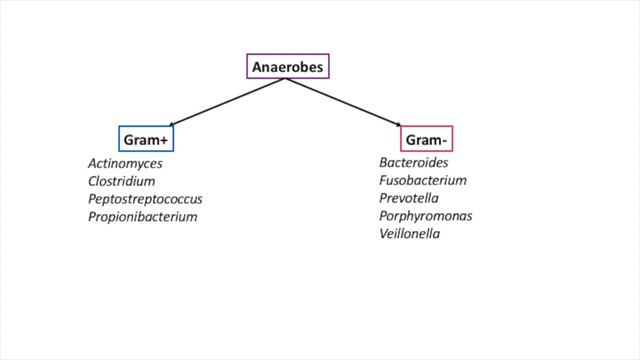Bacterial Classification - Medical Microbiology - USMLE Series