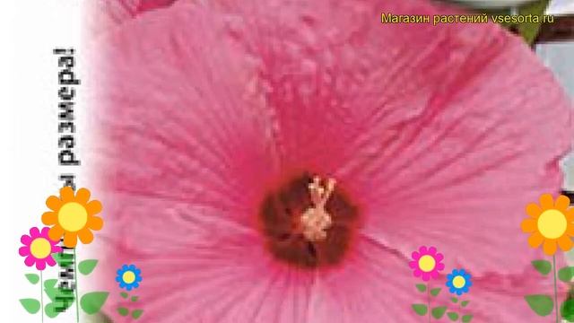 Гибискус обыкновенный. Краткий обзор, описание характеристик, где купить семена Hibiscus