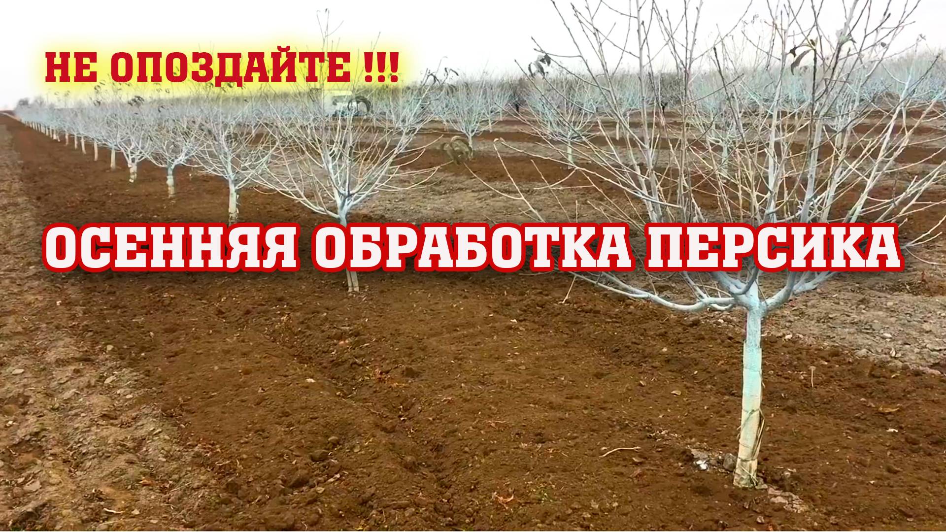 НЕ ОПОЗДАЙТЕ ⧸ Осенняя обработка персика ⧸ Опытный участок смотреть онлайн