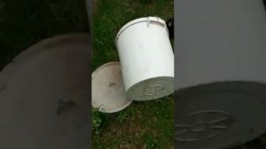 Хомяк нападает на человека. Черный хомяк карбыш, он же "злой" хомяк.