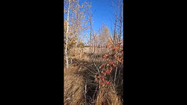 Осенняя природа смотреть онлайн