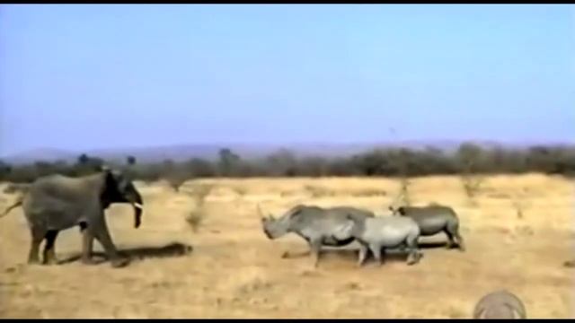 История слона по имени Том. смотреть онлайн