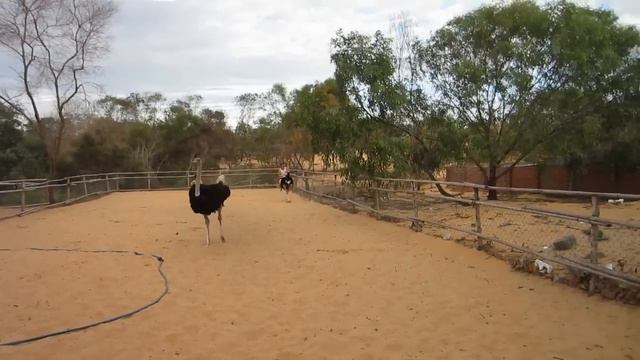Вверхом на страусе смотреть онлайн