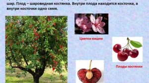 Биология. Тема урока:"Плодово-ягодные розоцветные. Груша. Вишня".