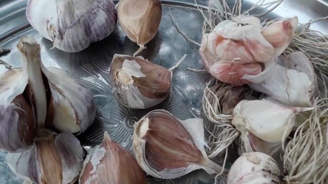 Как отличить чеснок яровой от озимого? Важные отличия! смотреть онлайн