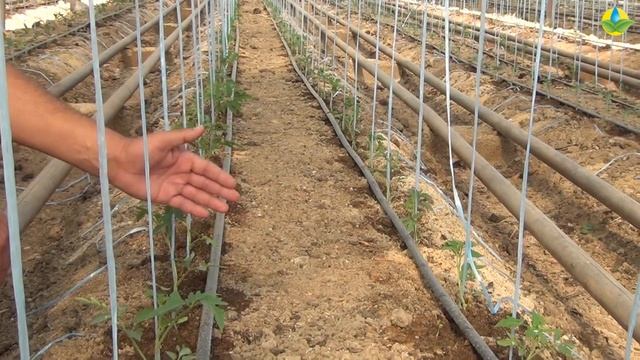 Подкормка и полив рассады томата. смотреть онлайн