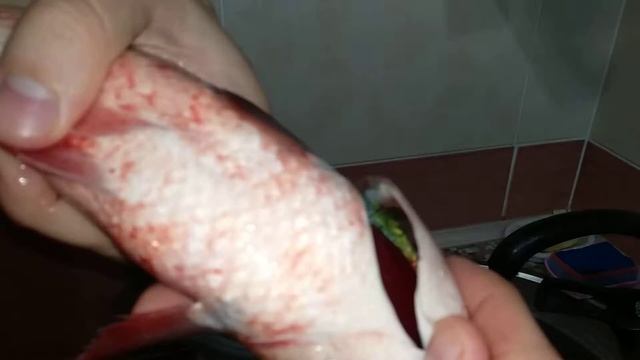 Как выбрать свежую рыбу пеленгас смотреть онлайн