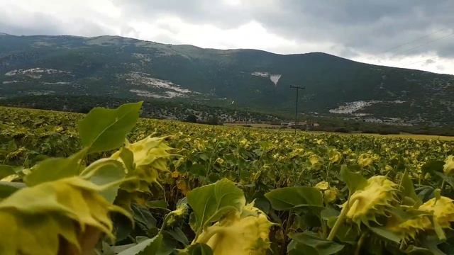 Sunflower fields in Greece смотреть онлайн