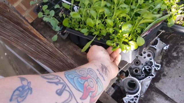 Filling our window boxes for summer смотреть онлайн