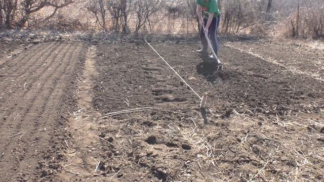 ? Посадка гороха и редиса ? Посев и выращивание овощей по технологии Гордеевых смотреть онлайн