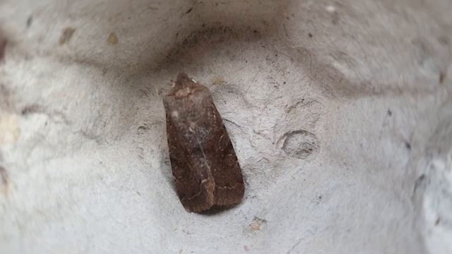Moth Trap Monthly: March 2021 смотреть онлайн