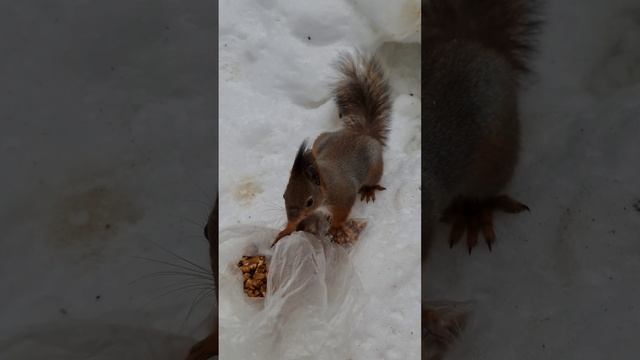 Беличье утро.mp4