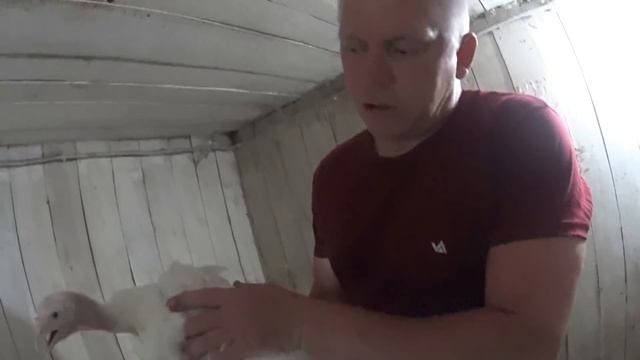 Сколько весят индюшата в 2 месяца, проверяю привесы за месяц смотреть онлайн