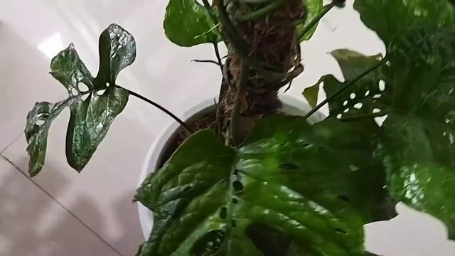 i used to collect this unique plant || my amydrium medium plant смотреть онлайн
