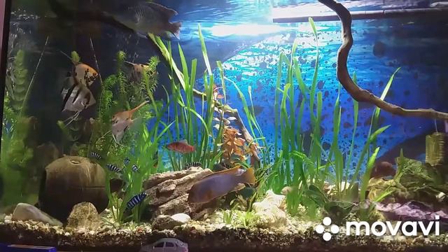 мой аквариум смотреть онлайн