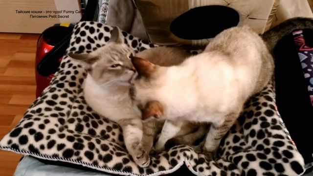 Тайский кот Зонтик и тайская кошка Шони вместе уже 7 лет! Тайские кошки - это чудо! Funny Cats смотреть онлайн
