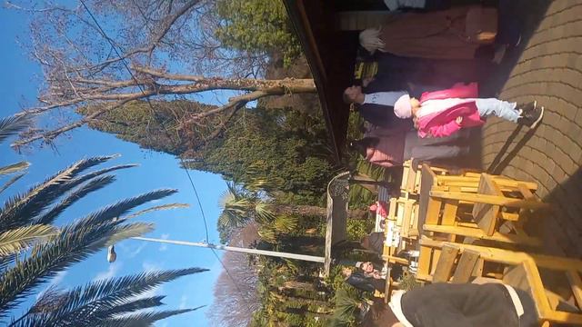 Sochi #Cafe under Palm tree #Сочи #Кафе под пальмой #2023 смотреть онлайн