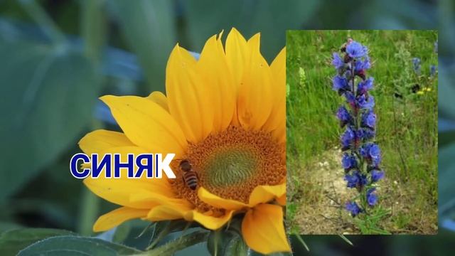 Лучшие Медоносы! смотреть онлайн