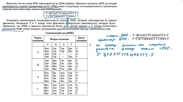 Решение несложных задач на биосинтез белка. Разбор и оформление задачи на биосинтез белка 25755. смотреть онлайн