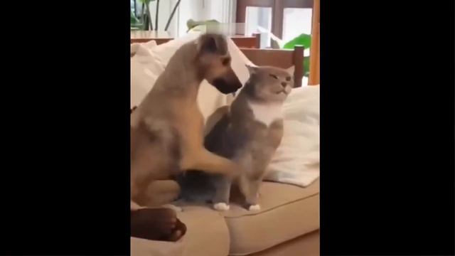 Сборник милых и забавных видео с кошками #2 смотреть онлайн