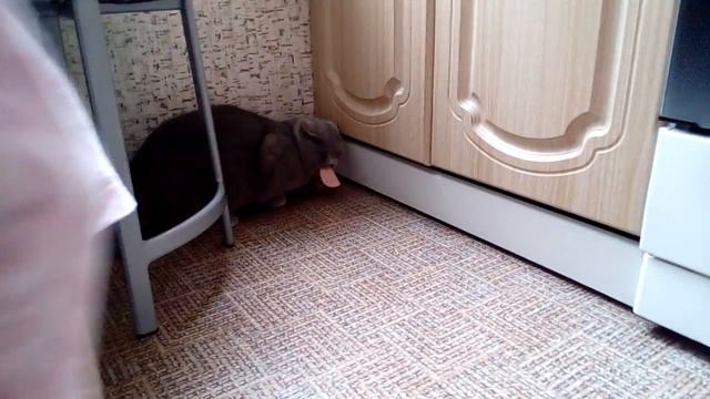Кот рычит) колбаса вкуснячая 😛 смотреть онлайн