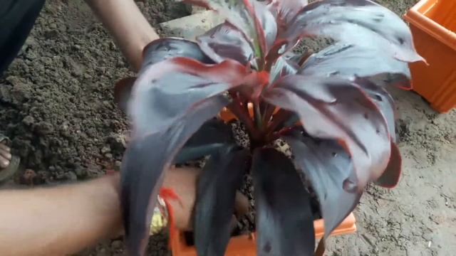 Grow Dracaena from cuttings,Cordyline fruticosa care,,Red Dracaena Plant, Dracaena, Cordyline plant смотреть онлайн