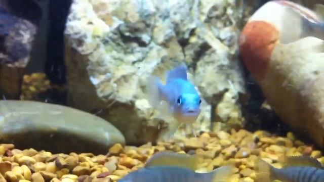 Cobalt Blue Zebra Fry (Maylandia Callainos)