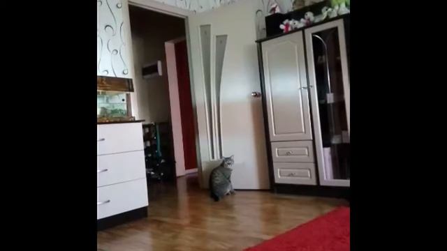 Кот Чарли провоцирует на бросок тапком смотреть онлайн