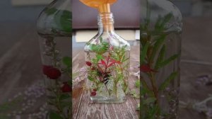 Сохраняем растения живыми при помощи воды и глицерина. Простой способ создания красоты