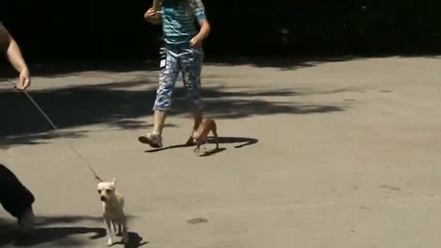 Той-терьер сравнение на Лучшего Юниора. смотреть онлайн