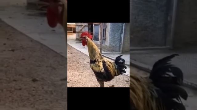 Петух орёт до потери сознания.😂 смотреть онлайн