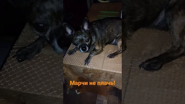 Марчи не плачь!!!! Очень боится стричь ногти!!! расстроен! смотреть онлайн