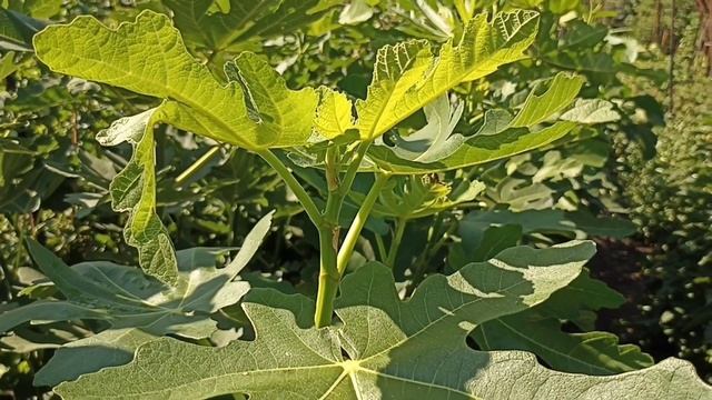 Особенности выращивания инжира в контейнерах смотреть онлайн