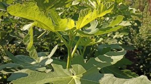 Особенности выращивания инжира в контейнерах