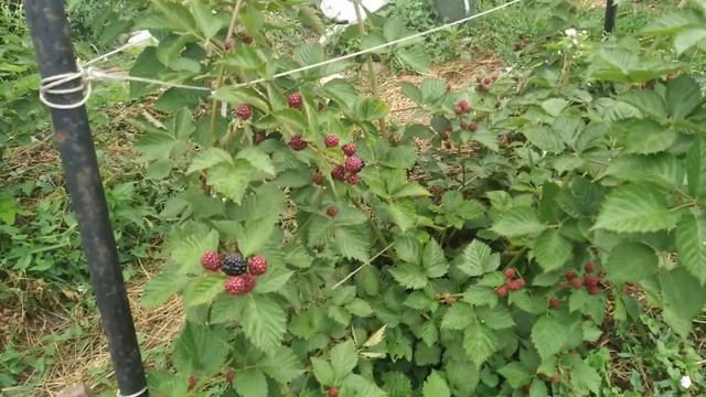 ежевика Астерина,начало плодоношения,куст 2 летка смотреть онлайн